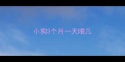 小狗3个月一天喂几