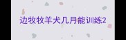 边牧牧羊犬几月能训练
