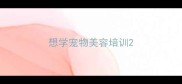 想学宠物美容培训