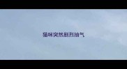 猫咪突然剧烈抽气