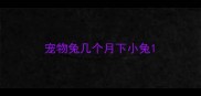 宠物兔几个月下小兔