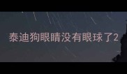 泰迪狗眼睛没有眼球了