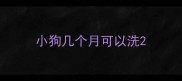 小狗几个月可以洗