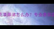 两个月大幼犬流清鼻涕怎么办专业兽医病因与护理指南