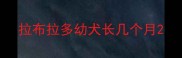 拉布拉多幼犬长几个月