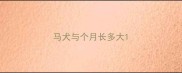 马犬与个月长多大