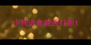 小狗进食能否打断