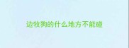边牧狗的什么地方不能碰
