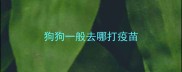 狗狗一般去哪打疫苗