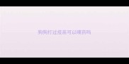 狗狗打过疫苗可以喂药吗
