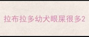 拉布拉多幼犬眼屎很多