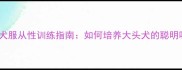 拉布拉多犬服从性训练指南如何培养大头犬的聪明听话性格