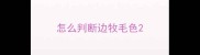 怎么判断边牧毛色