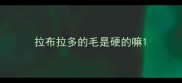 拉布拉多的毛是硬的嘛