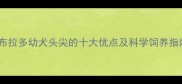 拉布拉多幼犬头尖的十大优点及科学饲养指南