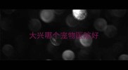 大兴哪个宠物医院好