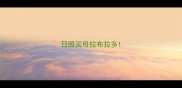 日照买母拉布拉多