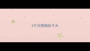 3个月狗狗肚子大
