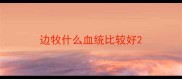 边牧什么血统比较好