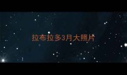 拉布拉多3月大照片