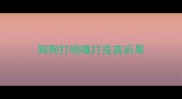 狗狗打喷嚏打疫苗后果