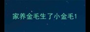 家养金毛生了小金毛