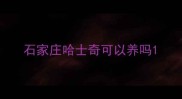 石家庄哈士奇可以养吗