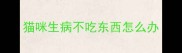 猫咪生病不吃东西怎么办