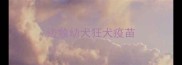 边牧幼犬狂犬疫苗