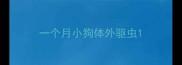 一个月小狗体外驱虫