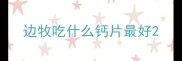 边牧吃什么钙片最好