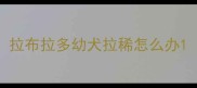 拉布拉多幼犬拉稀怎么办