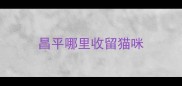 昌平哪里收留猫咪