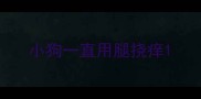 小狗一直用腿挠痒