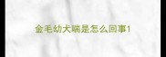 金毛幼犬喘是怎么回事