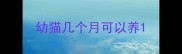 幼猫几个月可以养