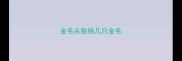 金毛头胎给几只金毛