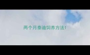 两个月泰迪饲养方法