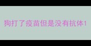狗打了疫苗但是没有抗体
