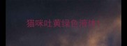 猫咪吐黄绿色液体