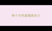 两个月柯基胸围多少