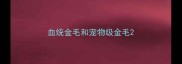 血统金毛和宠物级金毛