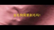 金毛狗需要剃毛吗