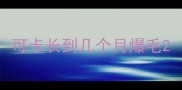 可卡长到几个月爆毛
