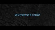 幼犬拉布拉多怎么驯养