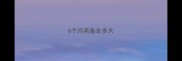6个月燕鱼长多大