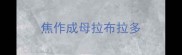 焦作成母拉布拉多