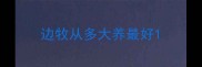 边牧从多大养最好