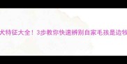 边牧犬特征大全3步教你快速辨别自家毛孩是边牧吗