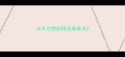 六个月的比特犬有多大
